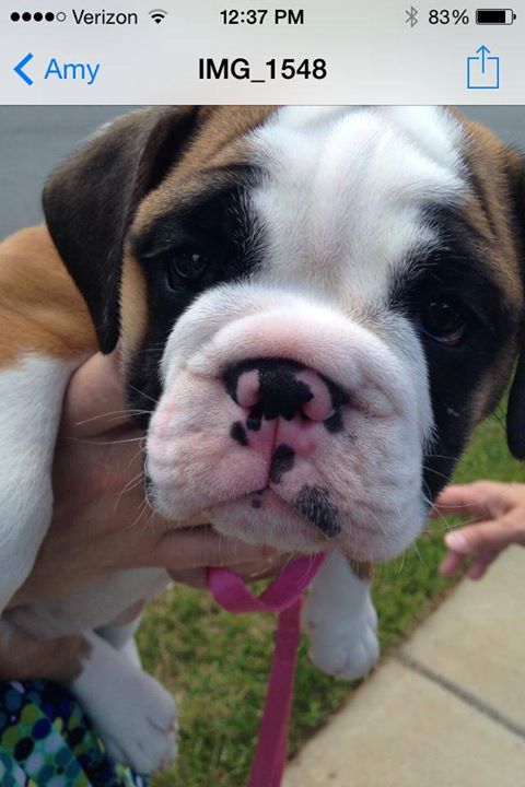 Congratulations to the Becks family on your new addition! Daisy is adorable!