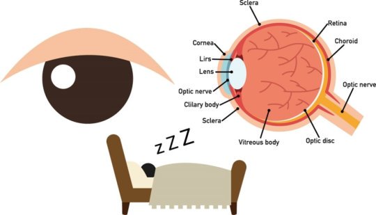 Why apnea patients are prone to suffer from glaucoma